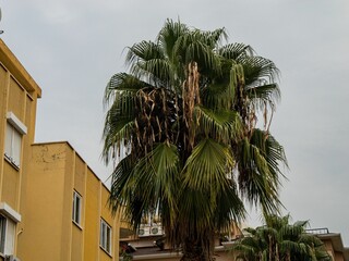 Wall Mural - Palm tree and urban buildings under a gray sunset sky, vertical shot