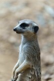 Fototapeta Sawanna - Portrait of a Meerkat animal looking up with blur background