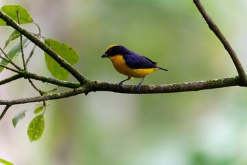 Wall Mural - Thick-billed euphonia perching on tree branches with blur background