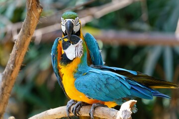 Canvas Print - Shallow focus of Blue-and-yellow macaws on tree branch with blur background