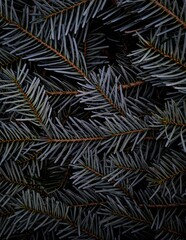 Wall Mural - Closeup shot of the fir spruce tree branches