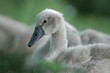 Cygnet with Family Resting on Bank