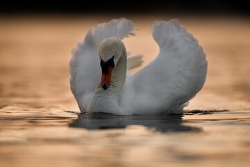 Poster - Selective focus shot of a beautiful elegant swan swimming on a river