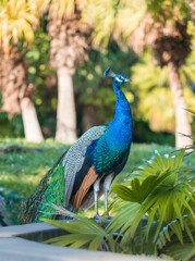 Poster - Vertical shot of a male peacock in a park looking aside in Pinecrest Florida, United States