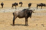 Fototapeta Sawanna - Blue wildebeest standing on dry yellow grass with blur group on a sunny day