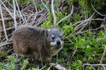 Wall Mural - Closeup of a cape daman (Procavia capensis) in a forest