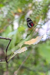 Sticker - Selective focus shot of butterfly perched on leaf