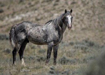 Sticker - Nokota horse standing on grass farm in McCullough Peaks Area in Cody, Wyoming