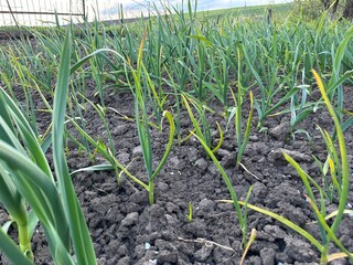 Wall Mural - Cultivation of eco garlic. Green fresh juicy stalks and leaves of garlic growing in the soil in the flower bed. Agricultural lands, agricultural plants. Garlic seasoning as a crop.