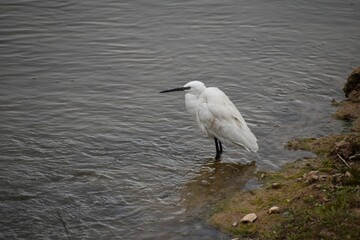 Sticker - Great white heron perched at the shore of a lake