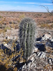 Poster - A lone Saguaro cactus