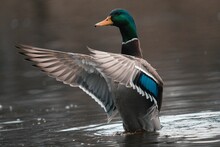 Close-up Shot Of A Mallard Duck In The Calm Lake