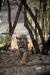 Poster - Vertical shot of a Bengal Tiger in a wild nature