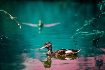 Sticker - Closeup shot of a brown mallard duck swimming on a pond