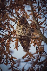 Sticker - Vertical shot of a Long-eared owl (Asio otus) resting on the tree on the blurred background