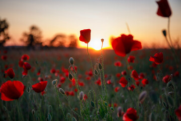 Beautiful meadow with the poppy flowers at sunset, Poland.