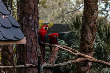 Sticker - Closeup of scarlet macaw couple (Ara macao) on a branch