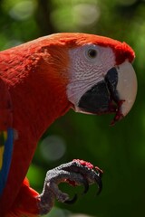 Sticker - Vertical shot of a colorful Macaw parrot (Ara macao) with trees in the blurred background