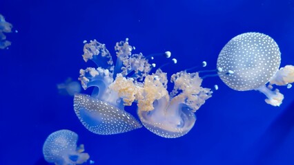 Wall Mural - Closeup of white jellyfish in blue background