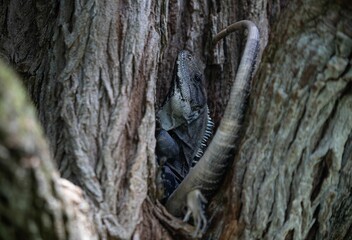 Poster - Closeup view of an Iguana in the hole of tree bark