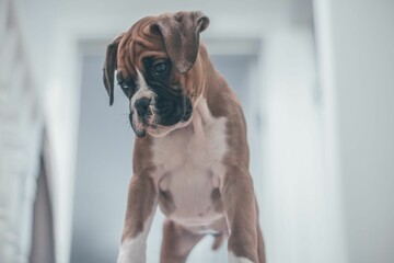 Wall Mural - Low-angle shot of a brown boxer dog looking down