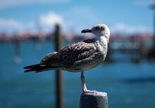 Closeup Of An European Herring Gull On Wooden Pole Looking Sharp With Blur Sea In The Summer