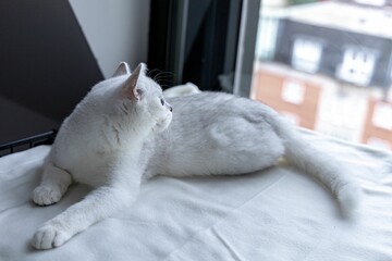 Poster - White British shorthair cat lying on a white fabric next to the window.