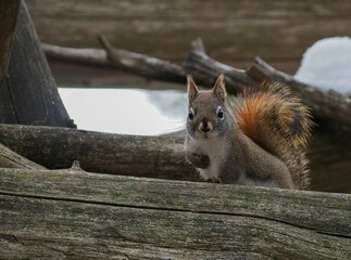 Sticker - Closeup of a cute squirrel on the wood looking at a camera