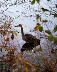 Sticker - Vertical shot of a great blue heron swimming in the water in a lake on a winter day