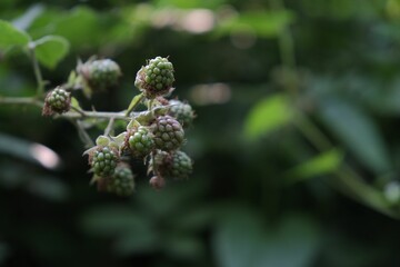 Close-up shot of raw blackberries growing in a garden