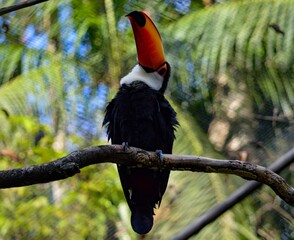 Wall Mural - Closeup shot of a toco toucan perched on a branch