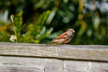 Canvas Print - Brown sparrow perching on a wooden fence