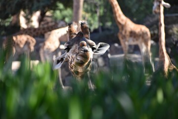 Sticker - Beautiful closeup of a giraffe face in the zoo