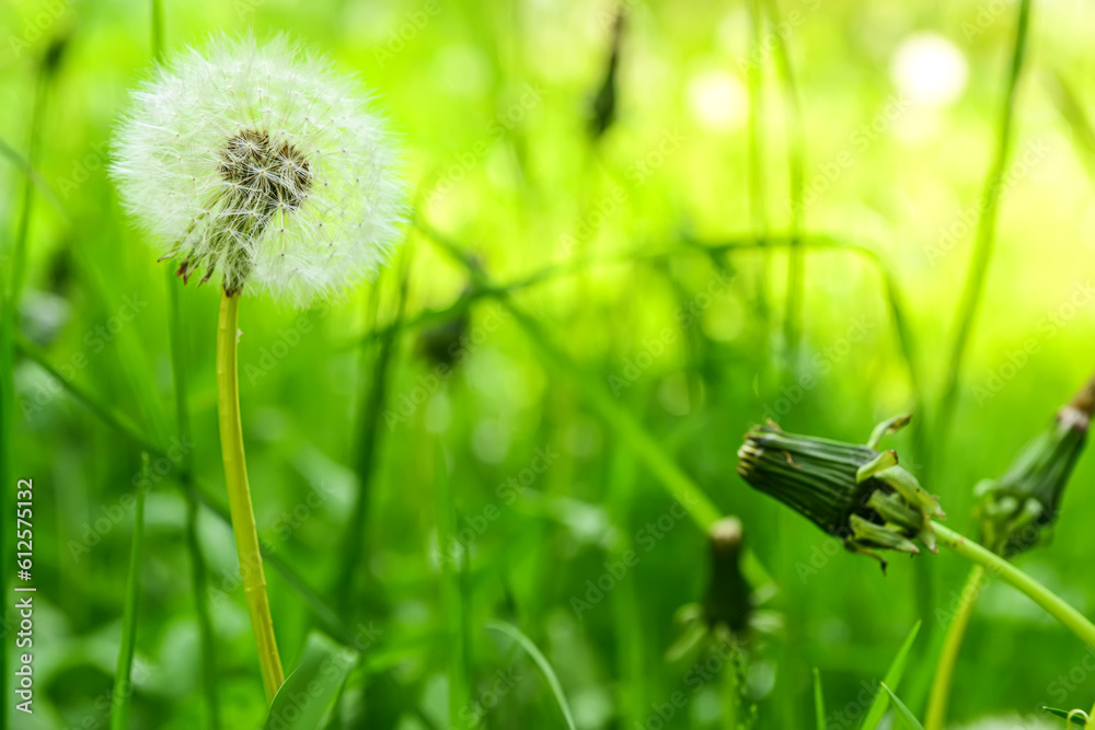 Dandelion flowers in green grass