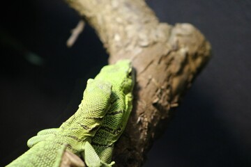 Sticker - Green lizard resting on a tree branch on the blurred background in a zoo cage