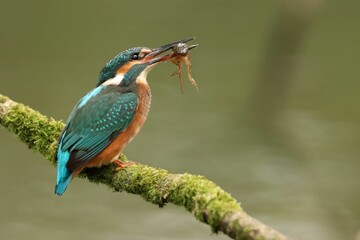 Poster - Close-up of a blue kingfisher (Alcedo atthis) perched on a tree branch eating an insect