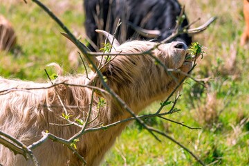 Poster - Little Dutch Landrace goat captured from the side chewing on tree leaves from thin trees