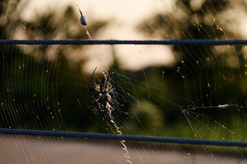 Sticker - Beautiful closeup of a spider in the web