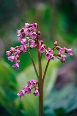 Poster - Vertical shot of purple flowers of bergenia crassifolia