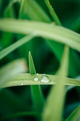 Sticker - Vertical shot of dewdrops on green grass