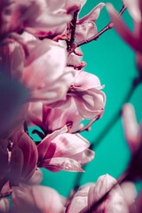 Poster - Selective focus shot of Magnolia liliiflora flowers on blue background, perfect for wallpaper