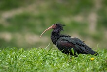 Northern Bald Ibis Standing On The Ground Among Green Grass During Daytime With Blur Background