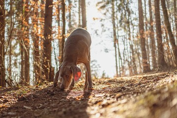 Poster - Closeup shot of a Weimaraner in the autumn