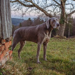 Sticker - Cute Weimaraner dog walking in the field with trees on the blurred background