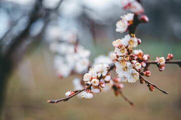 Wall Mural - Closeup of the cherry blossom flowers on the tree branches