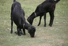 Two Black Goats Eating Grasses