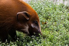 Closeup Of A Red River Hog Grazing In The Green Field