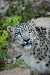 vertical closeup of snow leopard in the zoo