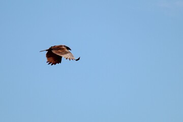 Sticker - Eagle flying in the bright sky