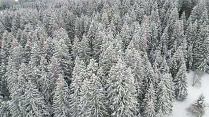 Sticker - Drone flight over winter forest in the Alps